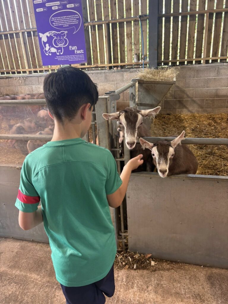 Boy with two goats at Colliers Farm in Merthyr